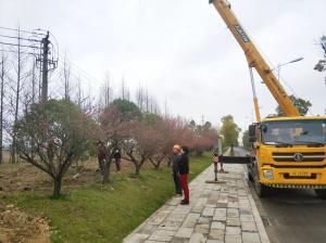  外環(huán)線(xiàn)道路景觀(guān)工程二、三標段進(jìn)行補植復綠工作